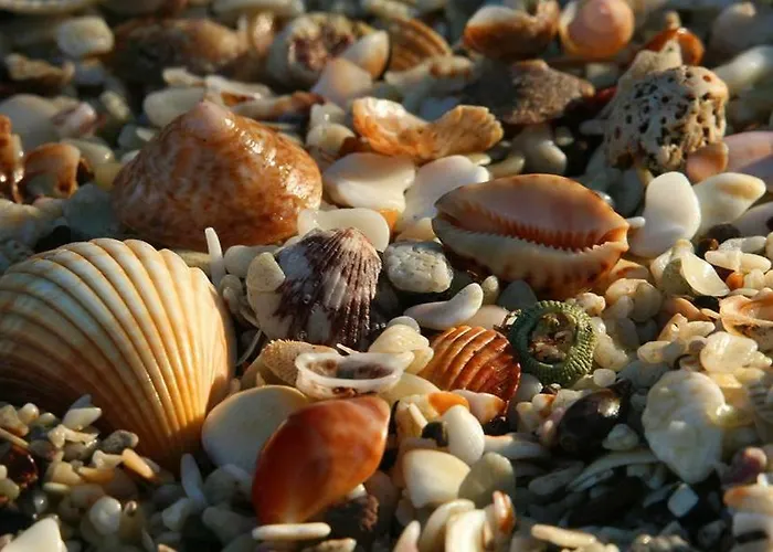 Nestinarka Complex - Emili *